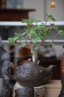 Bộ Ấm Chén Tử Sa Dáng Nhỡ Đắp Nổi Hoa Sen Lòng Gốm Kèm Khay Sen Nổi 270ml